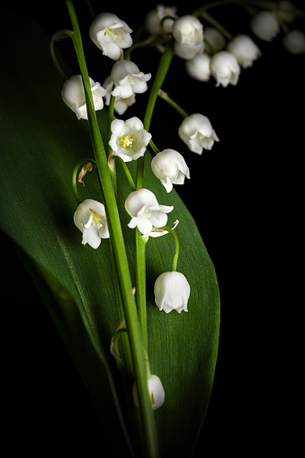 Lily of the valley isolated on black background. Lilium convallium.
