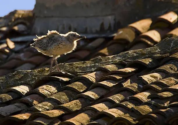 "Baby herring-gull on the roof waiting to be feed.Nessebar, Bulgaria, summer 2006."