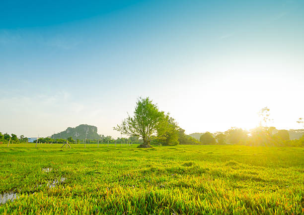 istock Morning Sun Shining through the Blooming Tree 182027133