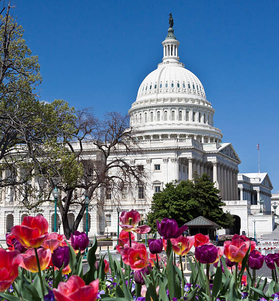 istock Capitol Building and red flowers, Washington DC. Clear blue sky. 182027221