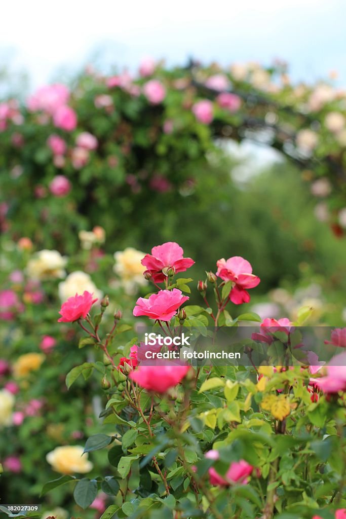 Rose gate - Lizenzfrei Hausgarten Stock-Foto