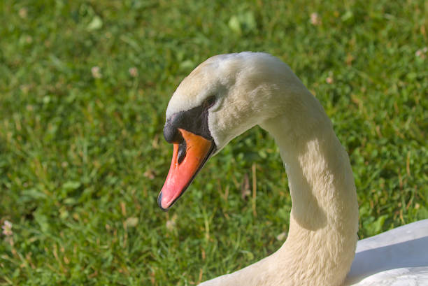A bright beautiful white swan is located on a green meadow. Romantic portrait of a swan. Close-up. Sunny day.