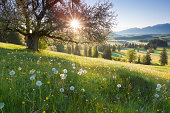 Hintergrundbeleuchtung Blick über apple tree, Sommer-Wiese in Bayern, Deutschland