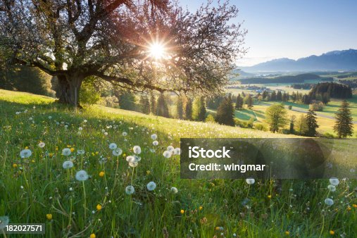 istock backlight view through apple tree, summer meadow in bavaria, germany 182027571