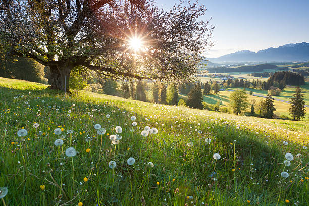 backlight view through apple tree, summer meadow in bavaria, germany "backlight view through apple tree, summer meadow in bavaria, germany" clear morning sky stock pictures, royalty-free photos & images