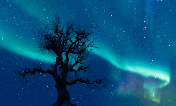 istock Beautiful landscape with lone tree, 
Aurora Borealis in the background 1820278044