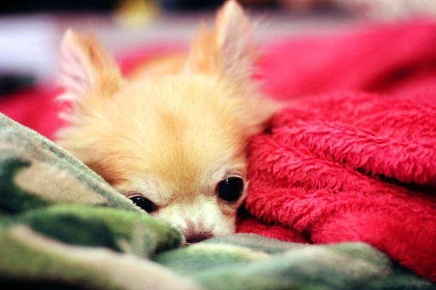 istock Rainy the chihuahua cuddles behind blankets 1820283620