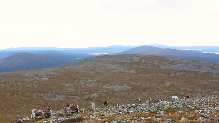 Reindeers in Pallas Yllastunturi National Park, Finland