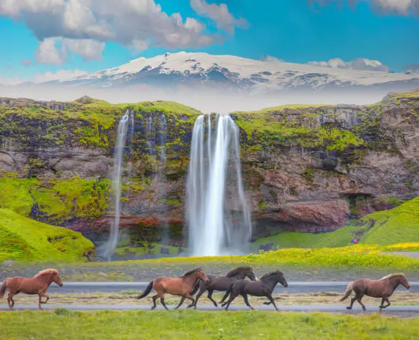 Photo of Amazing Seljalandsfoss waterfall in Iceland with Katla Volcano - The Icelandic red horse is a breed of horse developed - Iceland
