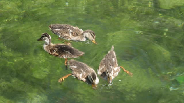 Wild duck chicks swim on the lake, waterfowl.