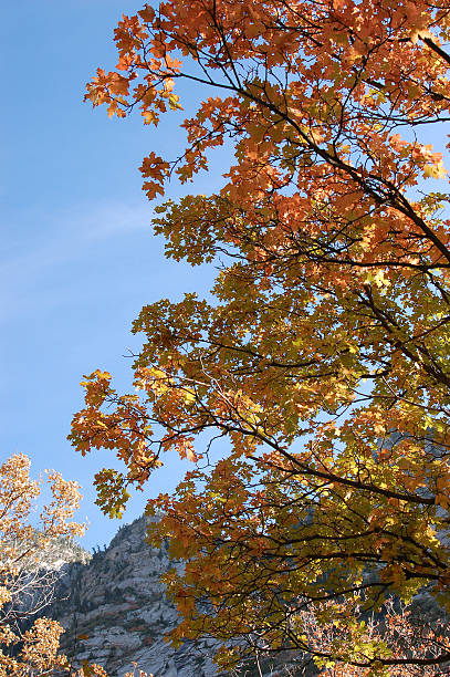 Rocky Mountain Early Autumn stock photo