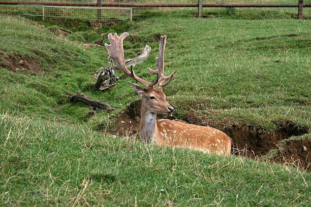 fellow deer stock photo