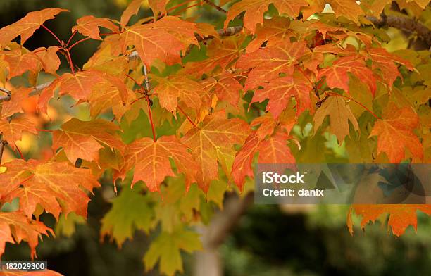 Foglie Di Acero 8 - Fotografie stock e altre immagini di Acero - Acero, Albero, Ambientazione esterna