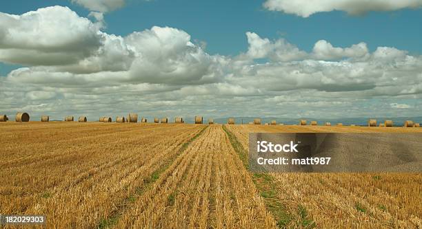 Foto de Hay Fiança Campo e mais fotos de stock de Agricultura - Agricultura, Azul, Campo