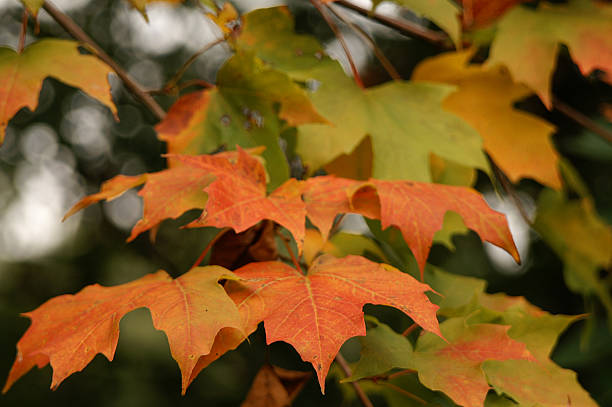 Maple Leaves 4 stock photo
