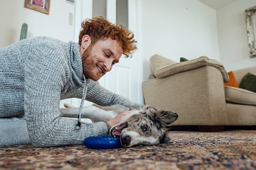 Side view of a young redhead man lying on his front on the ground in his living room at his home in County Durham, England. He is playing with his pet dog with a dog toy, he's wearing casual clothing.

Video also available for this scenario.