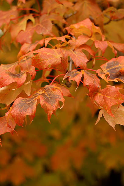 orange maple leaves stock photo