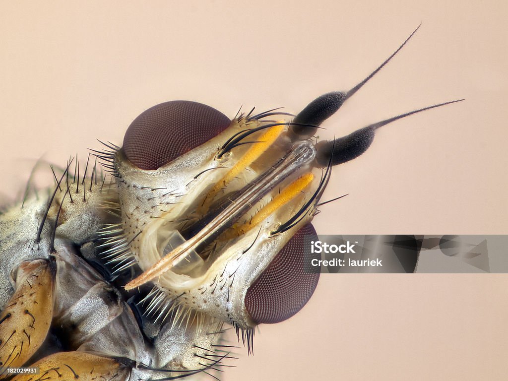 Tachinidae-Siphona Arten - Lizenzfrei Insekt Stock-Foto
