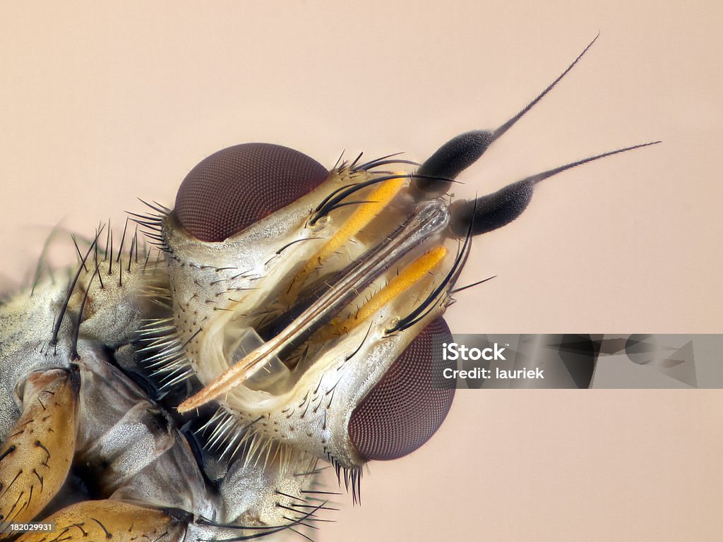 Tachinidae-Siphona espécies - Royalty-free Ampliação Foto de stock