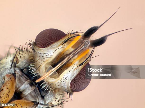 Tachinidaesiphona Espécies - Fotografias de stock e mais imagens de Ampliação - Ampliação, Boca de animal, Inseto