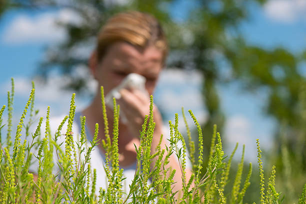 ambrosia "women by ragweed plants, the strongest allergens before blooming today when it became dangerous for the respiratory system in humans" ragweed stock pictures, royalty-free photos & images