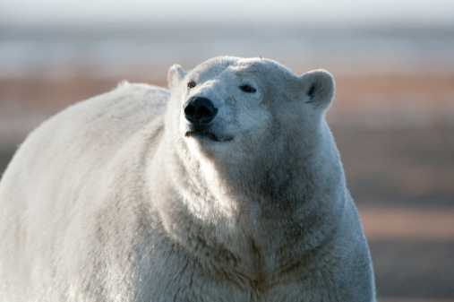 Dirty Polar Bear