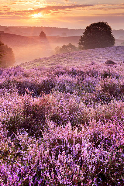 istock Blooming heather at sunrise, Posbank, The Netherlands 182029972