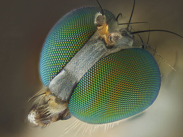 Long legged fly Long legged fly (Dolichopodidae) compound eye photos stock pictures, royalty-free photos & images