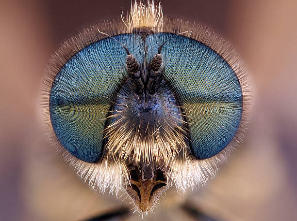 soldaten fly (stratiomyidae) - fly insect animal eye macro stock-fotos und bilder