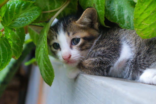 istock A Cute kitten hiding behind plant 1820300863