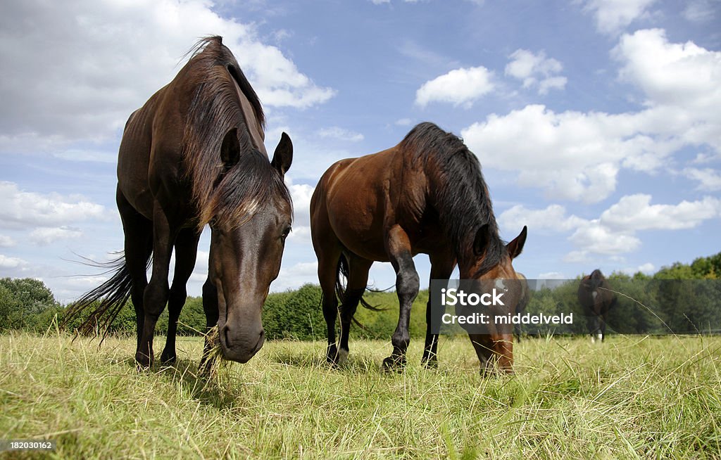 Pferde in einer Sommer-Wiese - Lizenzfrei Brauner Stock-Foto