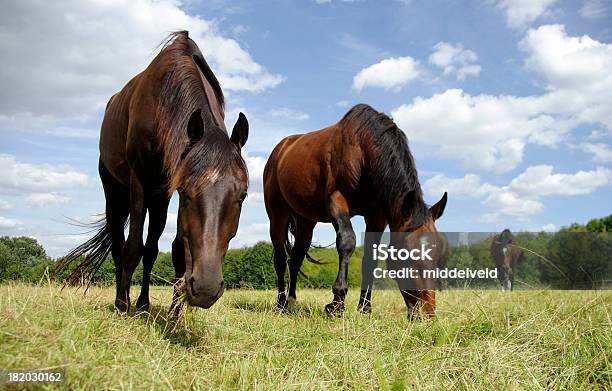 Pferde In Einer Sommerwiese Stockfoto und mehr Bilder von Brauner - Brauner, Domestizierte Tiere, Fotografie