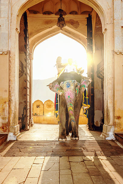 Elephant at Amber Palace Jaipur,India