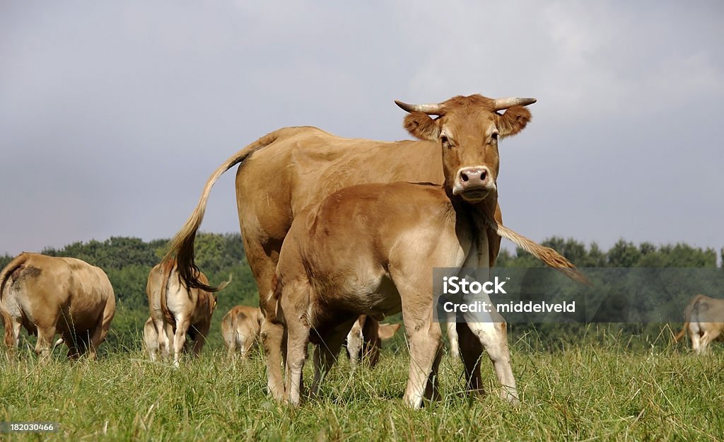 Cow-Modo di dire inglese - Foto stock royalty-free di Allerta