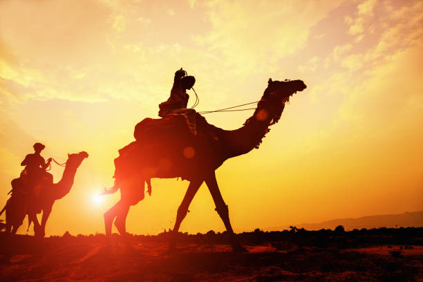 Desert Camel Caravan Silhouette at Sunset Caravan of camels on their way through the desert at sunset. Desert of Rajasthan, Pushkar, India. camel train photos stock pictures, royalty-free photos & images