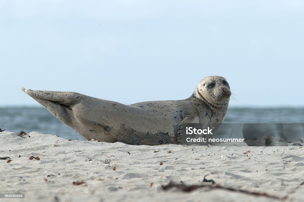 Porto foca - Foto de stock de Elefante-marinho royalty-free