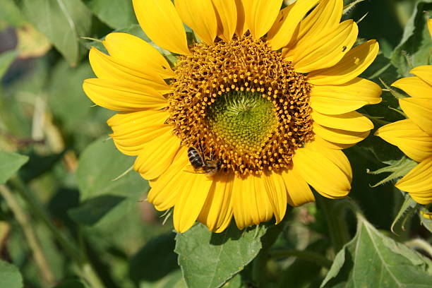 girasol - sunflower gold single flower formal garden photos et images de collection
