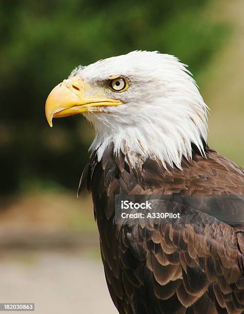 Pigargoamericano - Fotografias de stock e mais imagens de Animal - Animal, Ave de Rapina, Bico