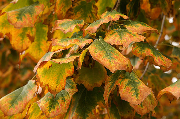 maple leaves stock photo