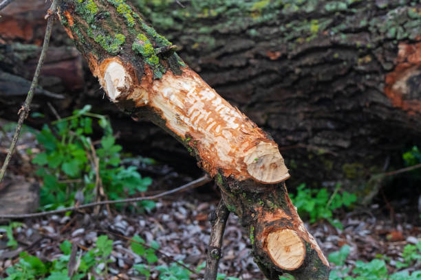 Beaver teeth marks on the trunk of a fallen tree. The animal chewed off the branches of a tree in the wild stock photo