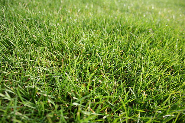 Grass stock photo