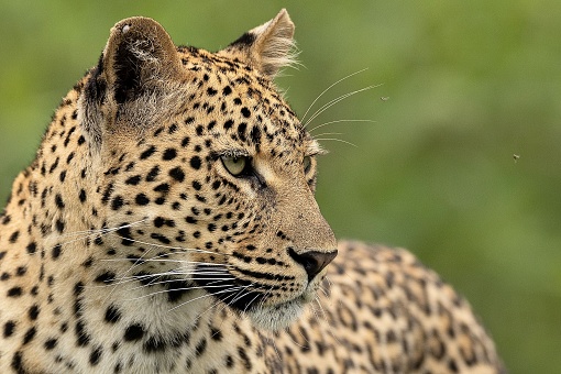 Close up of female leopard