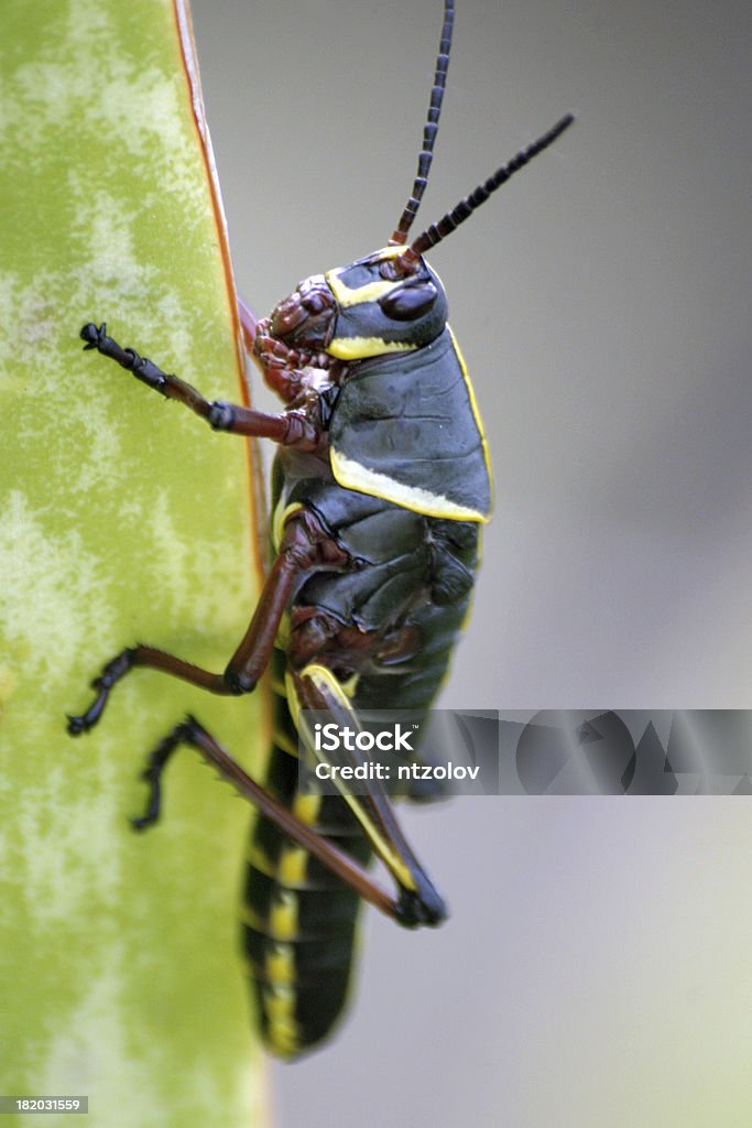 Preto Grasshopper - Foto de stock de Animal royalty-free