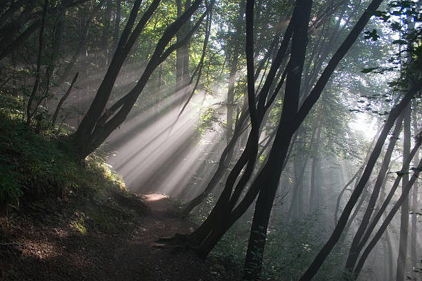 istock Sun winning over fog (Dollar Bin image) 182031666