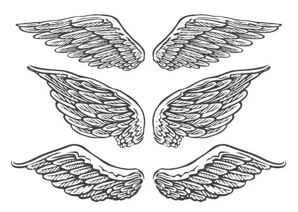 Vector illustration of Set of hand drawn pairs of angel or bird wings of different shapes in open position. Vintage vector illustration