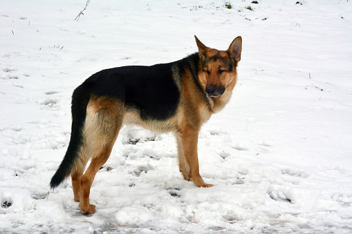 An adult German shepherd dog walks on white snow in winter