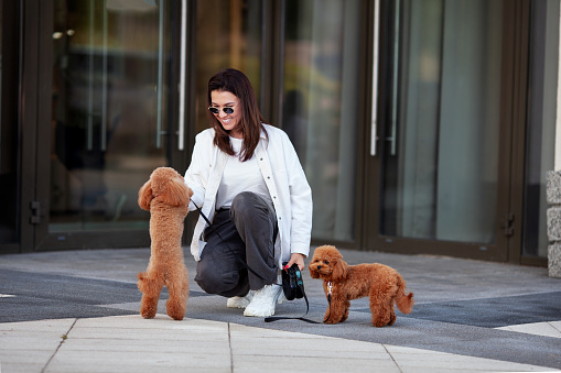 Beautiful happy woman walks on street in city with two small dogs miniature poodles. Female with dark hair plays with pets outdoors. Owner and domestic animals relationships.