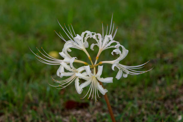 White spider lilies. Beautiful flowers highlighted with a blurred background. spider lily stock pictures, royalty-free photos & images