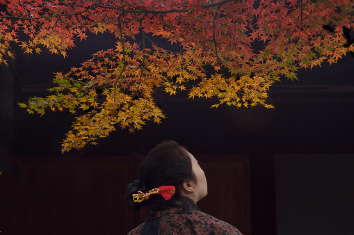 Woman Watching Autumn Colored Maple Leaves
