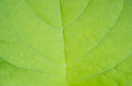 The large leaves are plentiful and have beautiful patterns. Used as a background.